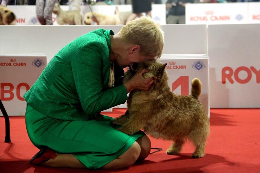 Собака из Калининграда стала самым красивым норвич-терьером в мире