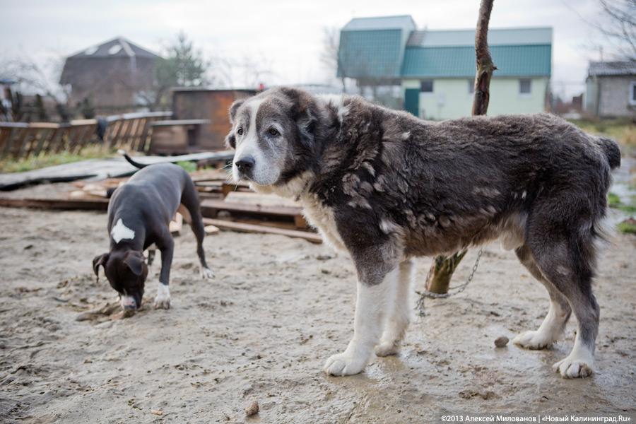 Куратор передержки для бездомных животных: «Они становятся как родные»