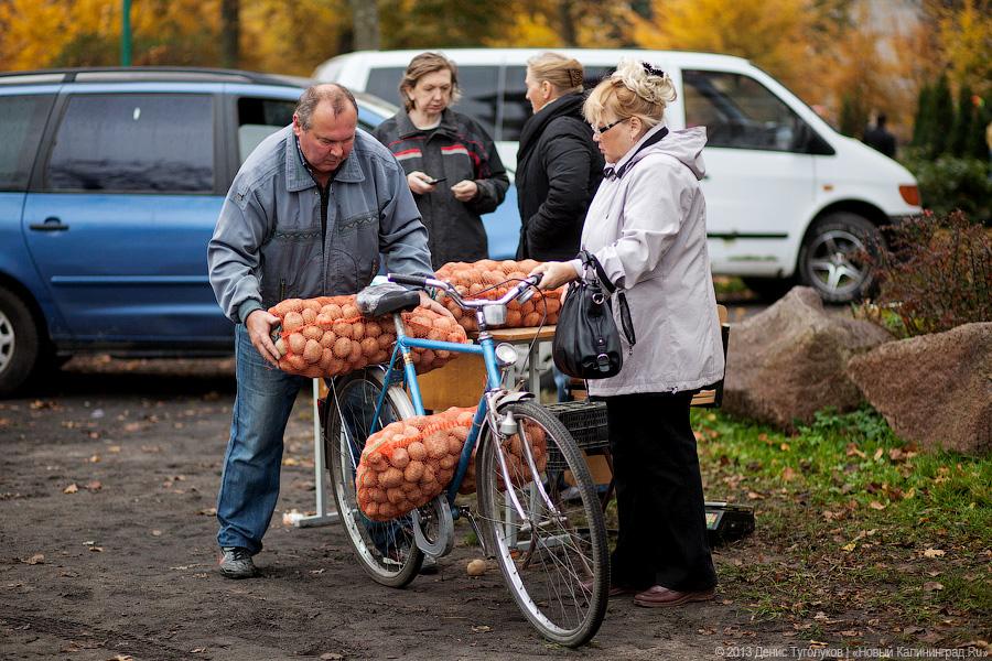 Вершки и корешки: как в Полесске отметили День картошки