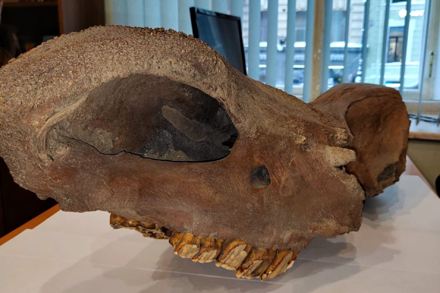 Таможня: из Калининградской области пытались незаконно вывезти череп вымершего носорога