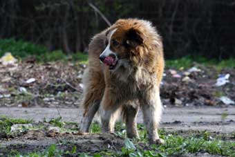 В центре Калининграда объявлен карантин по бешенству