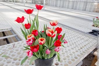 ФАС заподозрила цветочников в ценовом сговоре перед 8 Марта