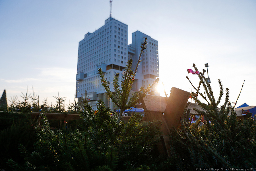 Губернаторский распил: как Алиханов ёлку выбирал