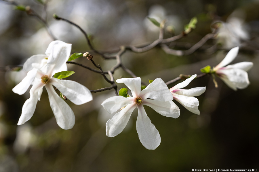 Показываем, как в Ботаническом саду цветут магнолии (фото)