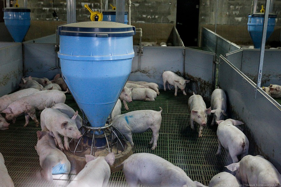 Потери от АЧС на «Правдинском свинопроизводстве» оценили как «незначительные»