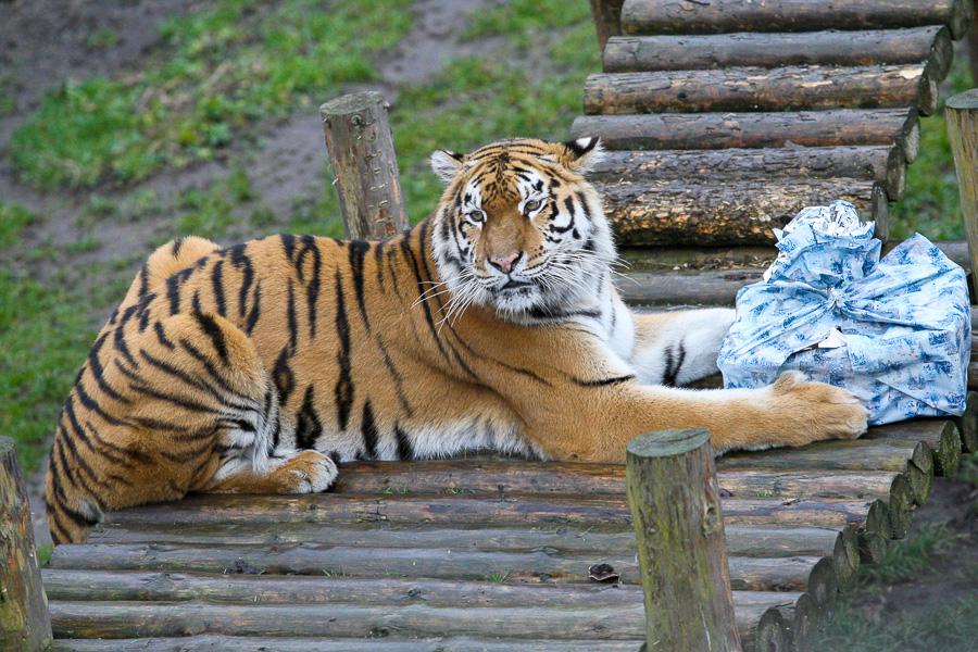 Конина к году Лошади: зоопарк раздал животным любимые лакомства