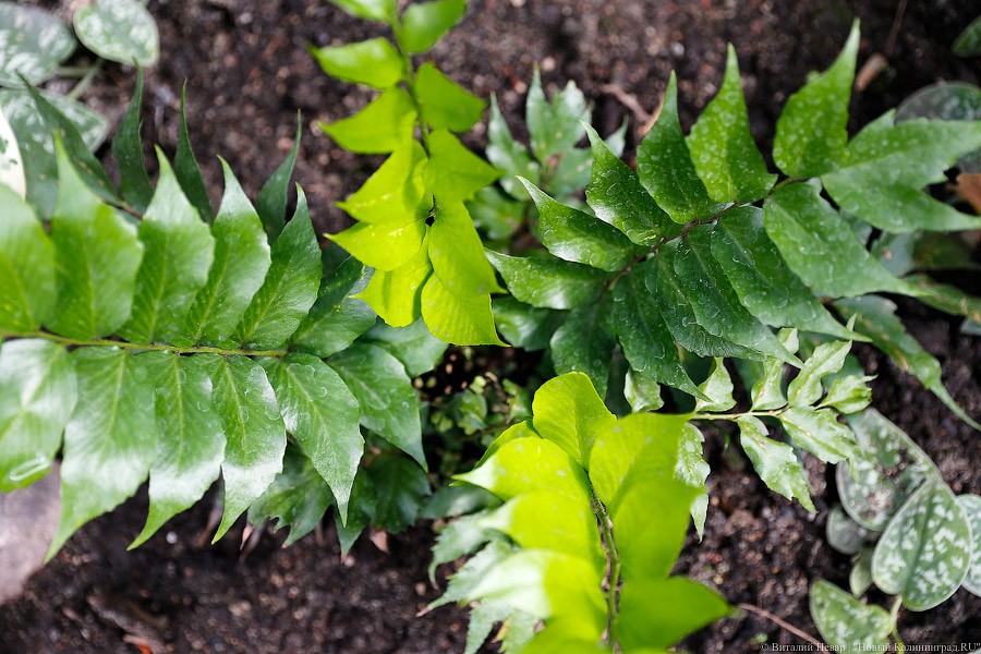 Дом для кактусов: в Ботаническом саду Калининграда открыли оранжерею (фото)