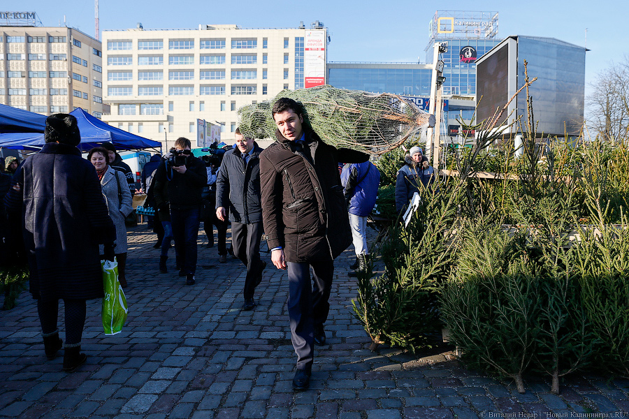 Губернаторский распил: как Алиханов ёлку выбирал