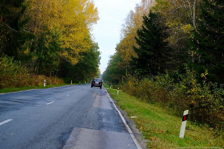 В правительстве области назвали число трасс, где за копейку вырубят деревья