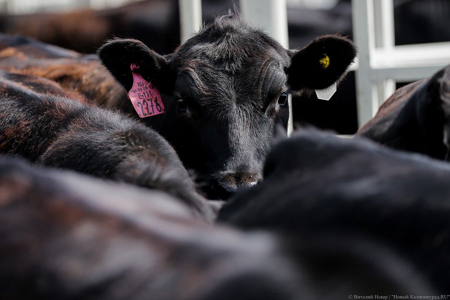 Бойня за землю: что мешает развиваться «Мираторгу» в Калининградской области