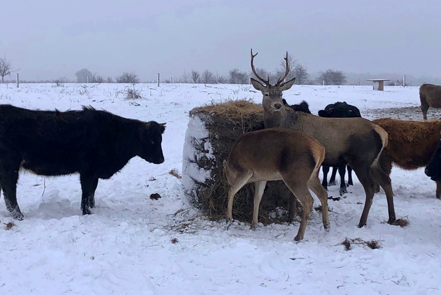 На хутор под Зеленоградском пришли благородные олени (фото)