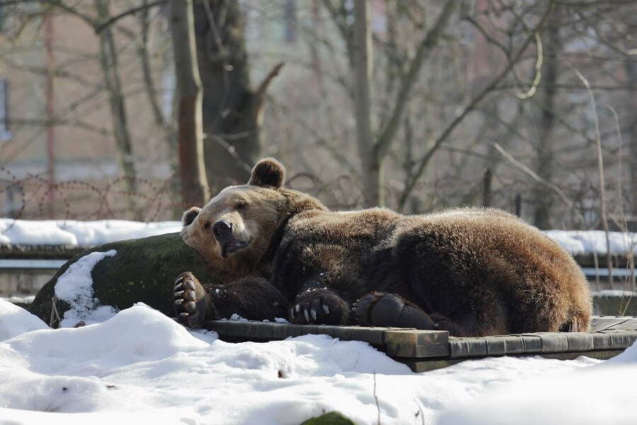 Фото: Калининградский зоопарк