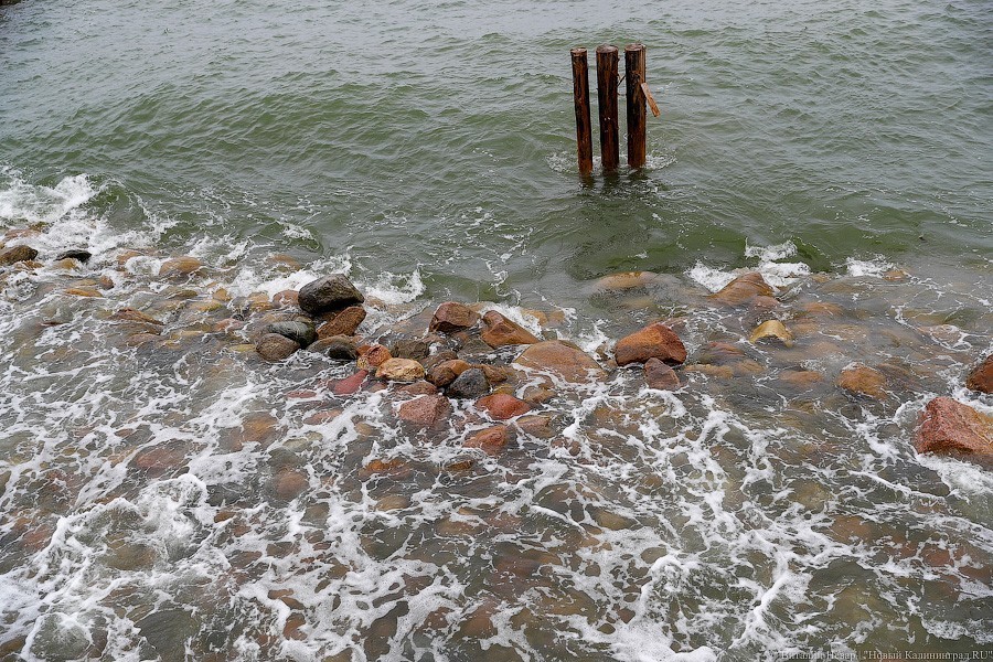 Много лиственницы и чуть песка: как выглядит светлогорский «пляж»  