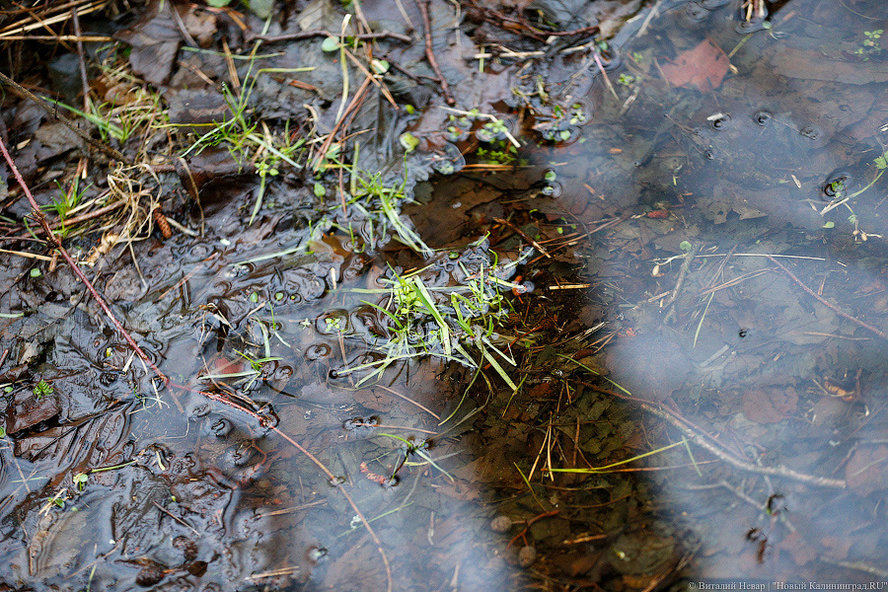 Калининградцам обещают пасмурные выходные, возможны дожди