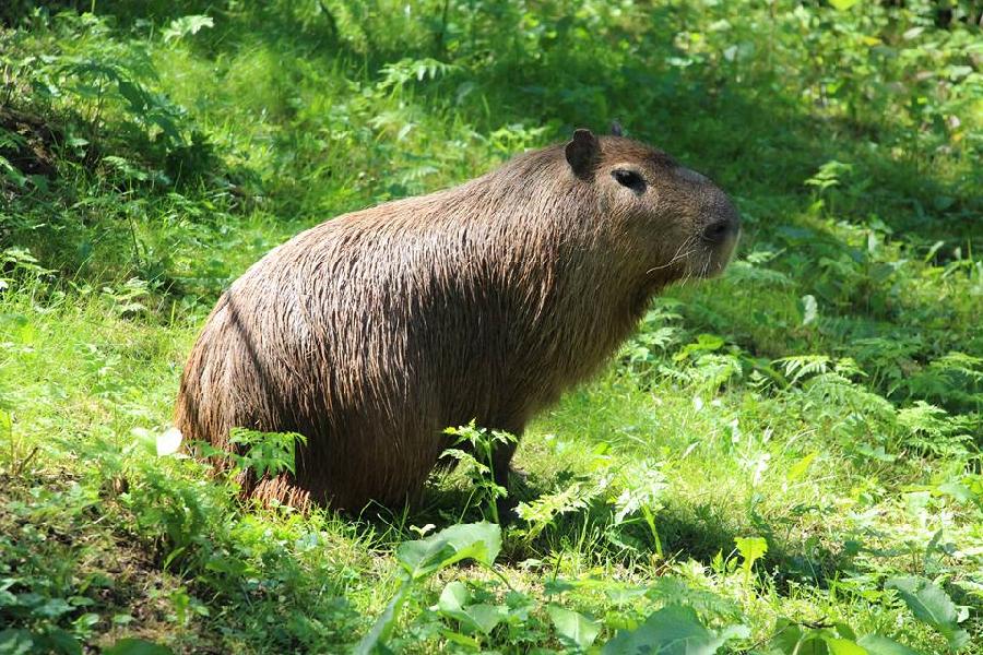 Фото предоставлено пресс-службой Калининградского зоопарка