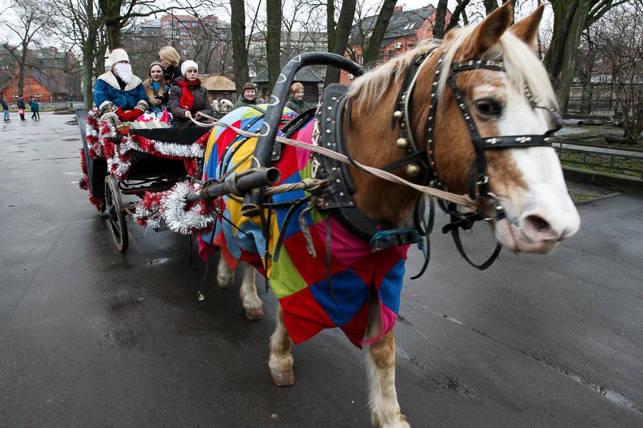 Конина к году Лошади: зоопарк раздал животным любимые лакомства