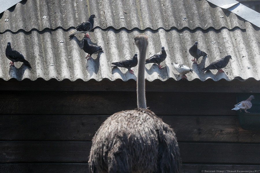 Дистанция в одного кенгуру: первый день работы Калининградского зоопарка (фото)