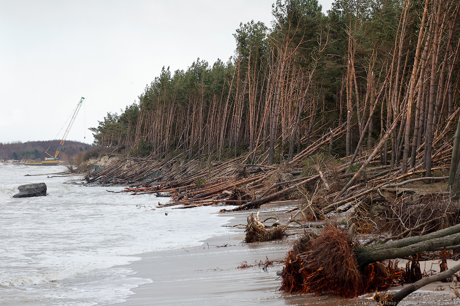 Минприроды: поваленные в Куликово сосны продали зеленоградцам