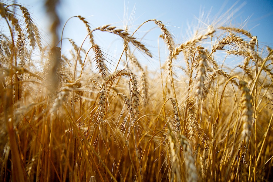 Минэк Турции опроверг информацию о новых ограничениях на импорт пшеницы из РФ