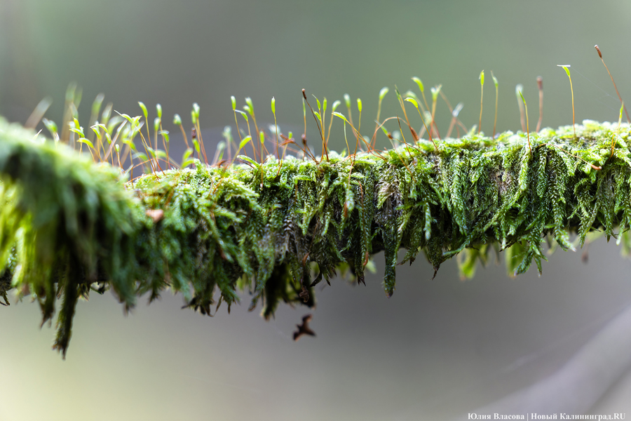 Они пошли: фоторепортаж с открытия «тихой охоты» в Калининградской области (фото)
