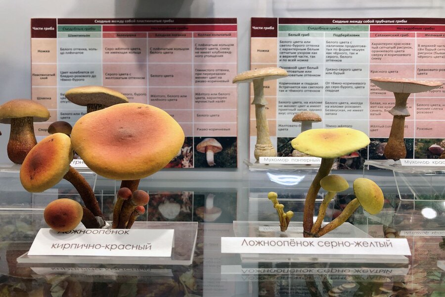 Фото: пресс-служба КОИХМ