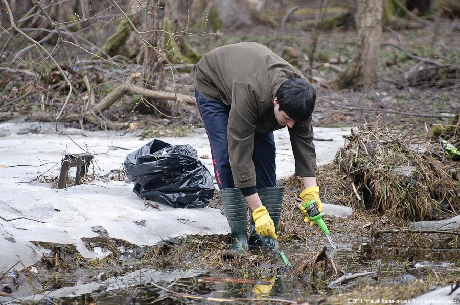 "Чистый лес: 115 на 40": фоторепортаж "Нового Калининграда.Ru" 