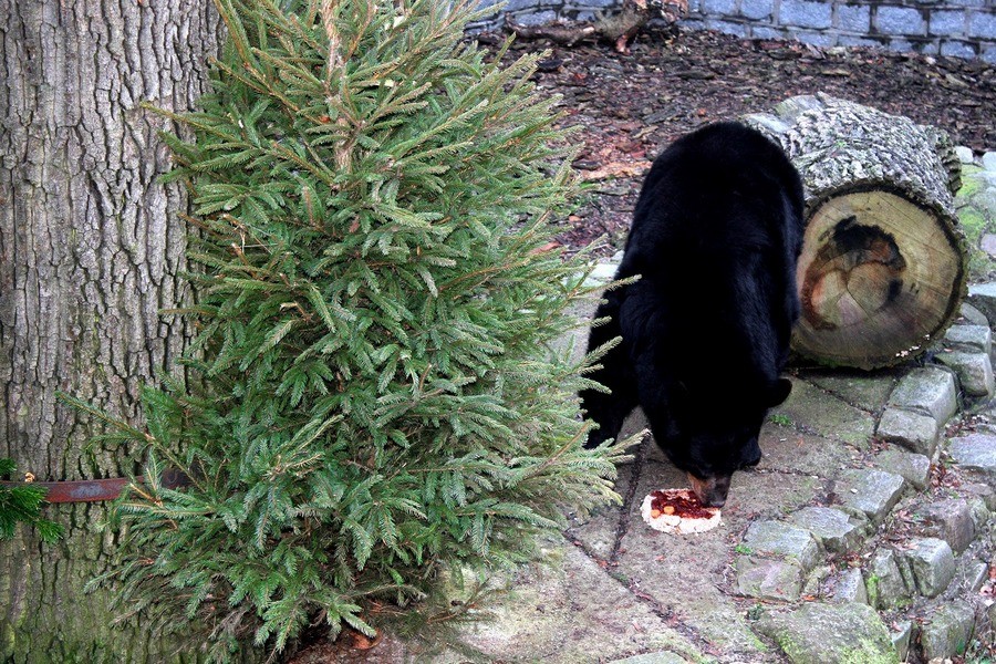 Медведице Ханни из Калининградского зоопарка подарили торт на 20-летний юбилей (фото)