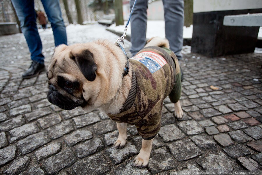 Кропоткин заметил, что калининградцы стали чаще убирать за своими собаками