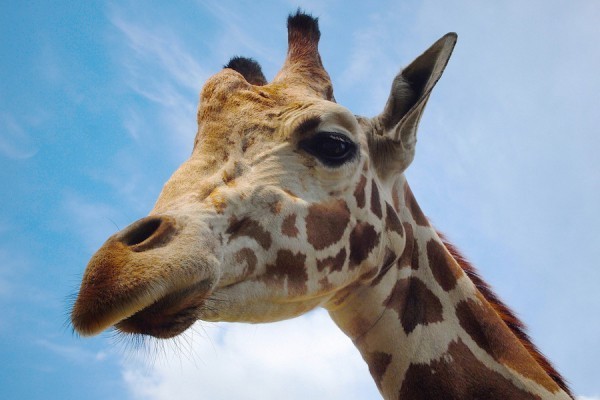 1 мая Калининградский зоопарк приглашает на открытие летнего сезона – 2019