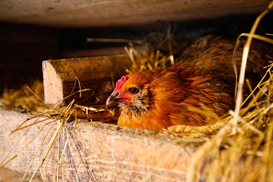 «Боосбан нас отрезал»: жизнь поселка Матросово рядом с Приморским кольцом