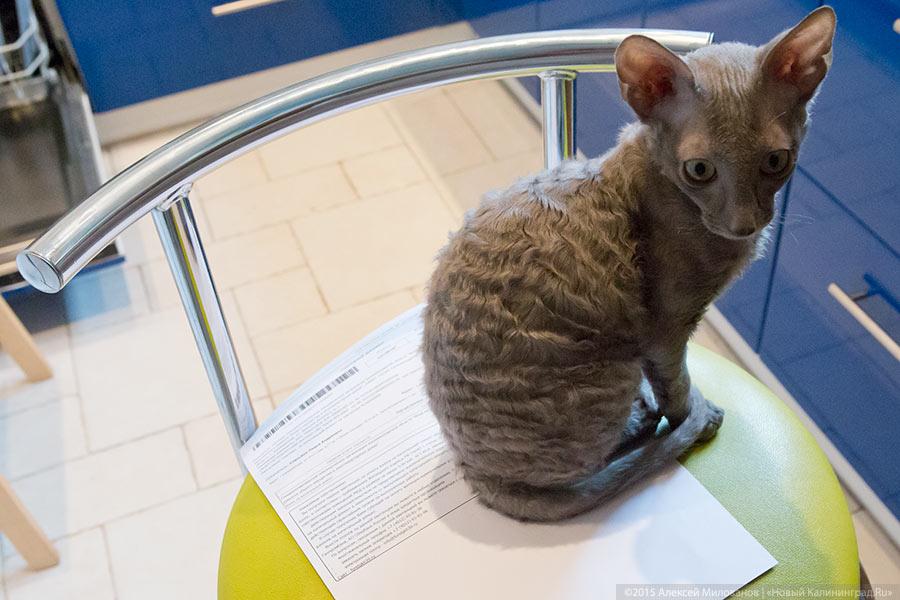 Фото — Алексей Милованов, «Новый Калининград.Ru»