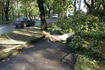Семья, на машину которой упало дерево, отсудила у дорожников 1,7 млн рублей