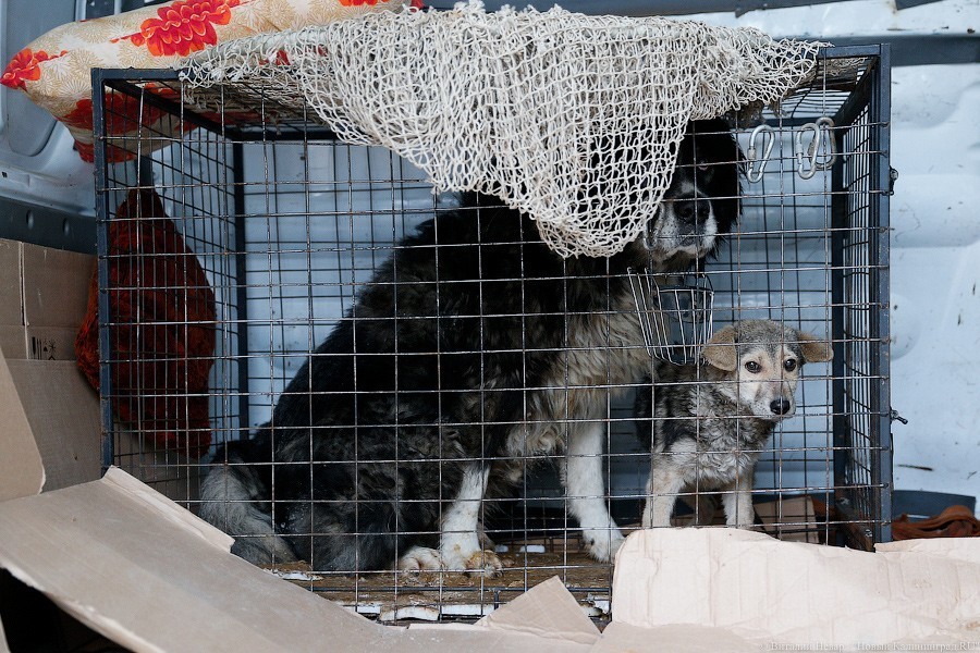 Калининградские зоозащитники: плохи дела — пожертвования сократились почти вдвое