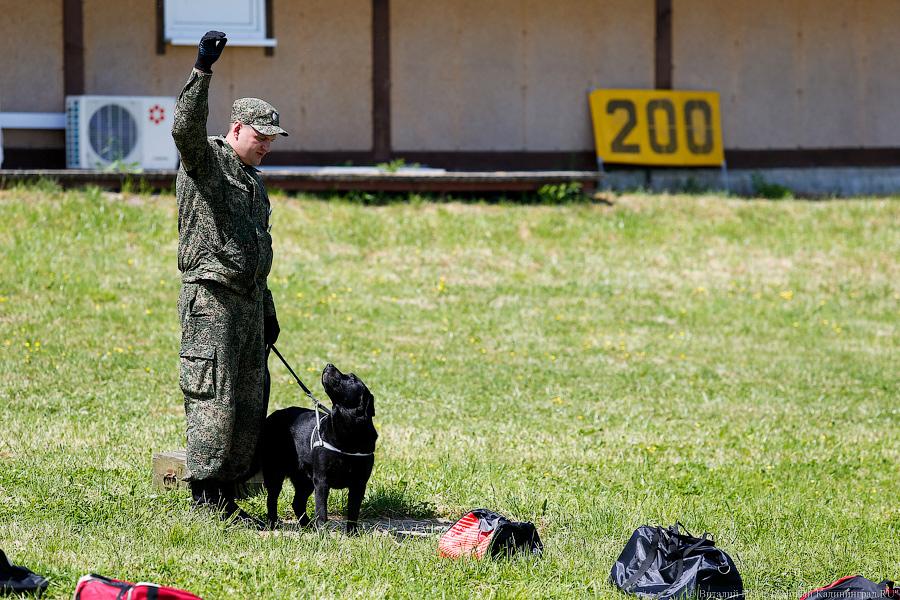 Пёс Барбос и наркокросс: под Калининградом прошли соревнования кинологов