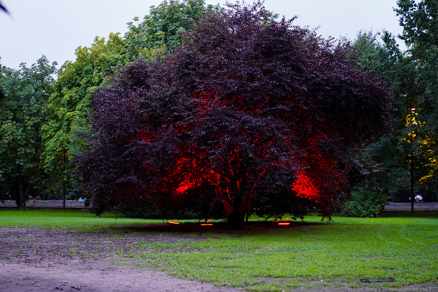 Концерт для Канта: в Калининграде выступил пианист Денис Мацуев (фото)