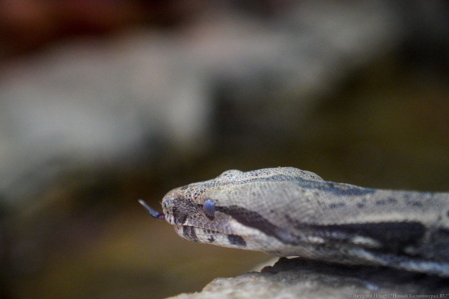 Жаба, гадюка и другие: в зоопарке открылся террариум после ремонта (фото)