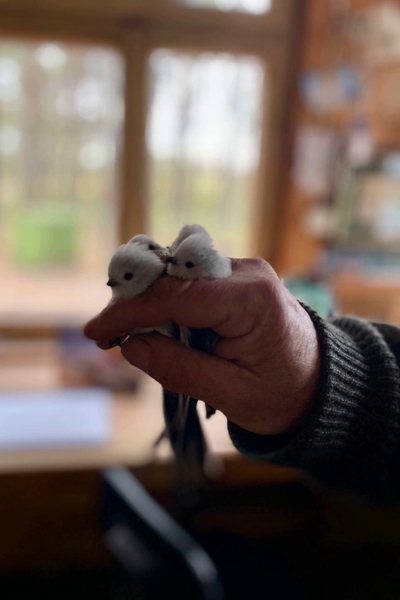 На «Фрингилле» поймали в два раза больше птиц, чем в 2022 году (фото)