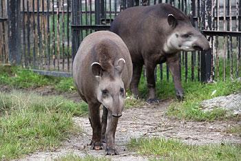 Калининградцы дарят зоопарку животных