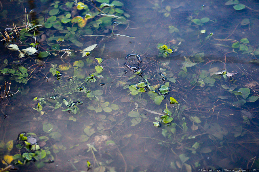 Венеция на окраине: в Калининграде после шторма затопило Северную гору