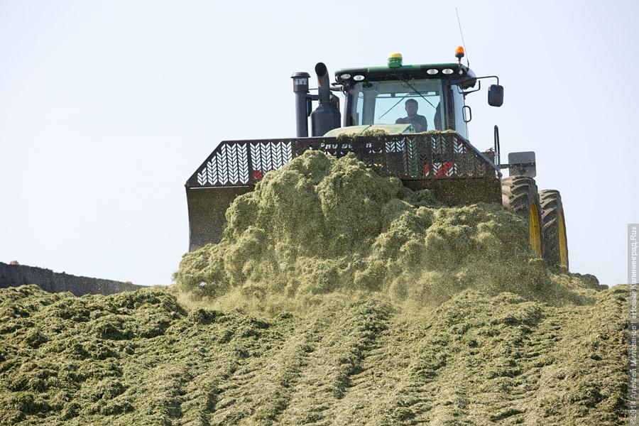 Голштино-фризская «карусель»: в Полесском районе открылся новый молочный комплекс (фото)