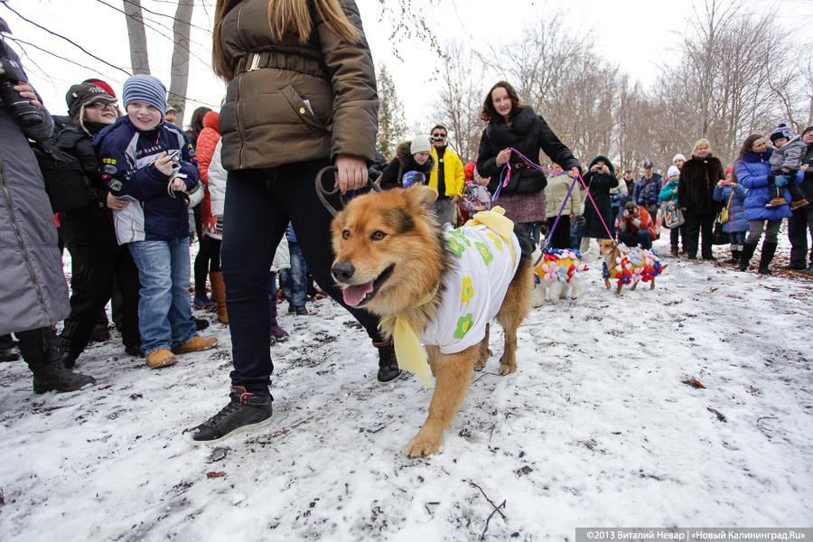 «Праздник для собак»: фоторепортаж из Ботанического сада