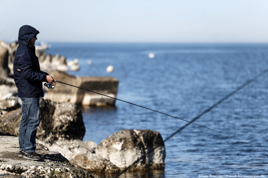 По несколько рыбин за раз: в Балтийске начался массовый лов салаки
