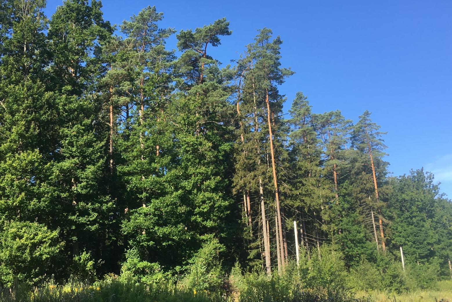 Прокуратура назвала выставленный на продажу лес в Светлогорске полученным незаконно