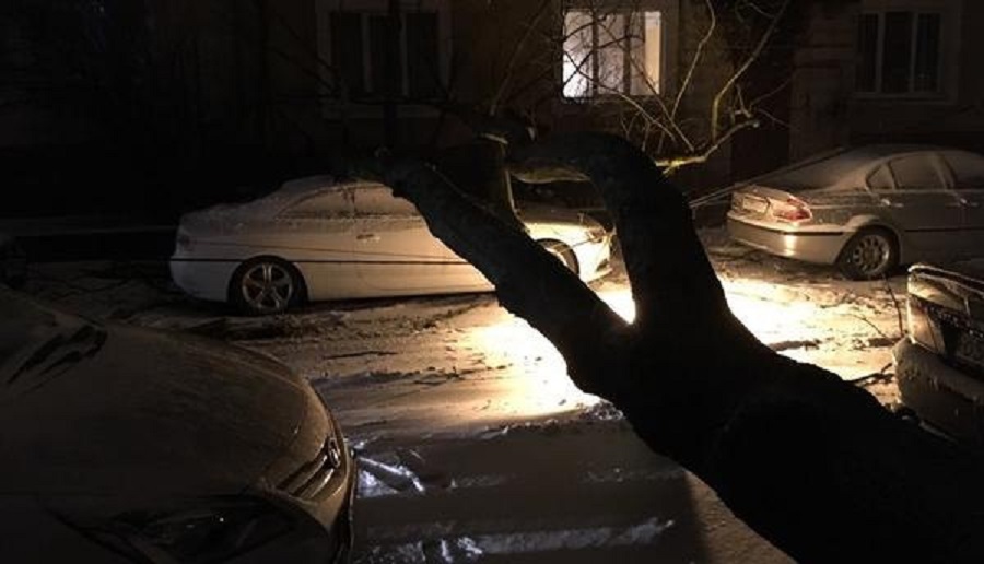 На ул. Офицерской в Калининграде дерево упало на автомобиль (фото)