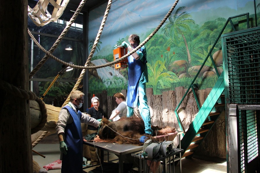 Доктора обследуют орангутана Бенджамина в Калининградском зоопарке (видео)