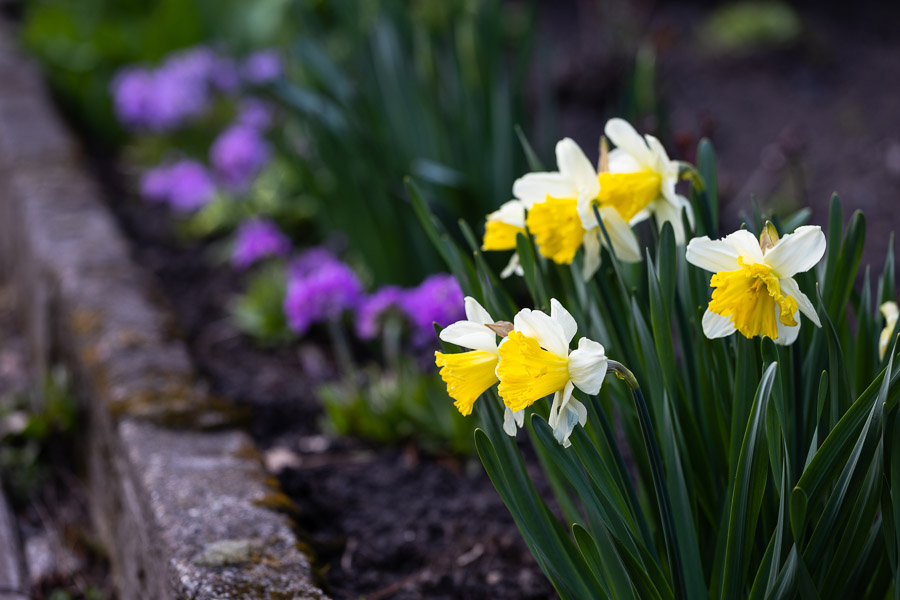 Весна в городе: посмотрите, как зацвёл Ботанический сад (фото)