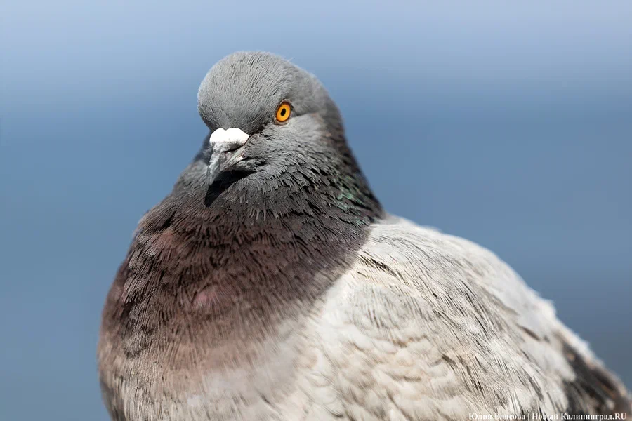 Погода в Калининградской области 19 ноября