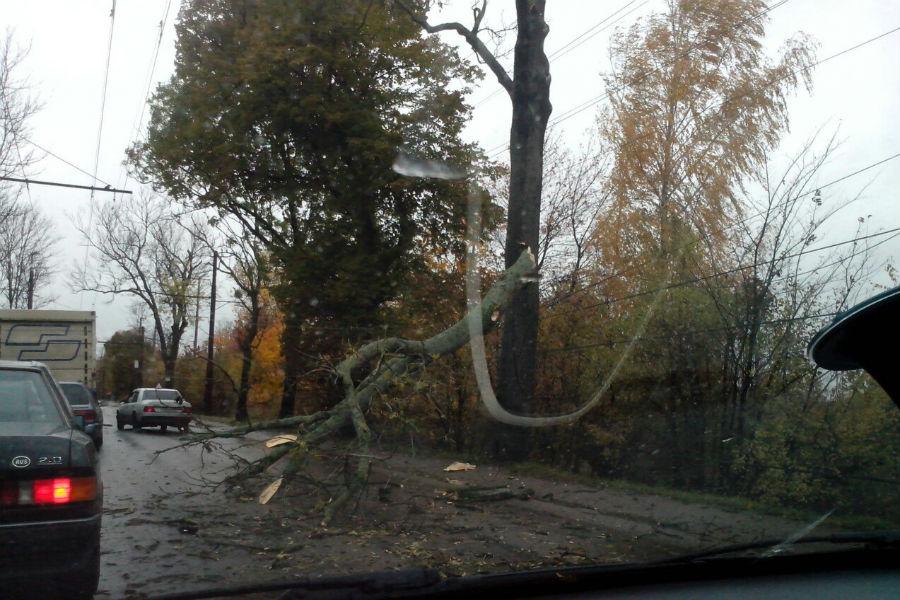 В Калининграде на проезжую часть упало дерево (фото)
