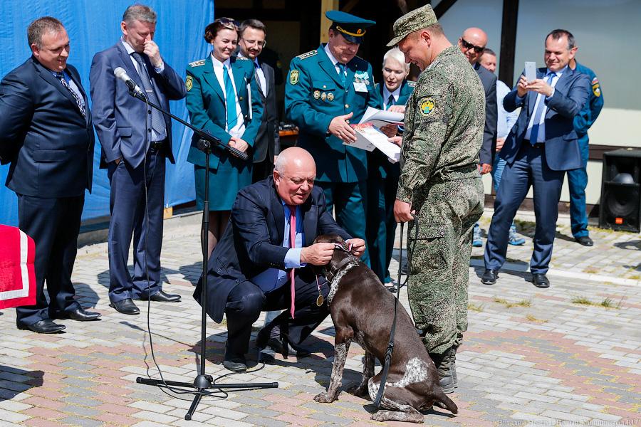 Пёс Барбос и наркокросс: под Калининградом прошли соревнования кинологов