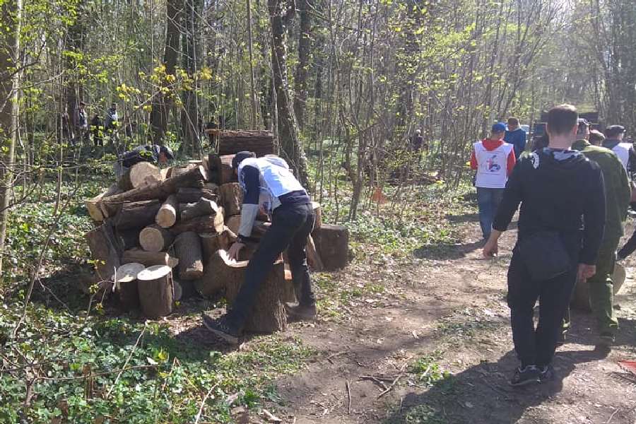 Власти Калининграда предлагают горожанам забрать дрова из парка на Гагарина